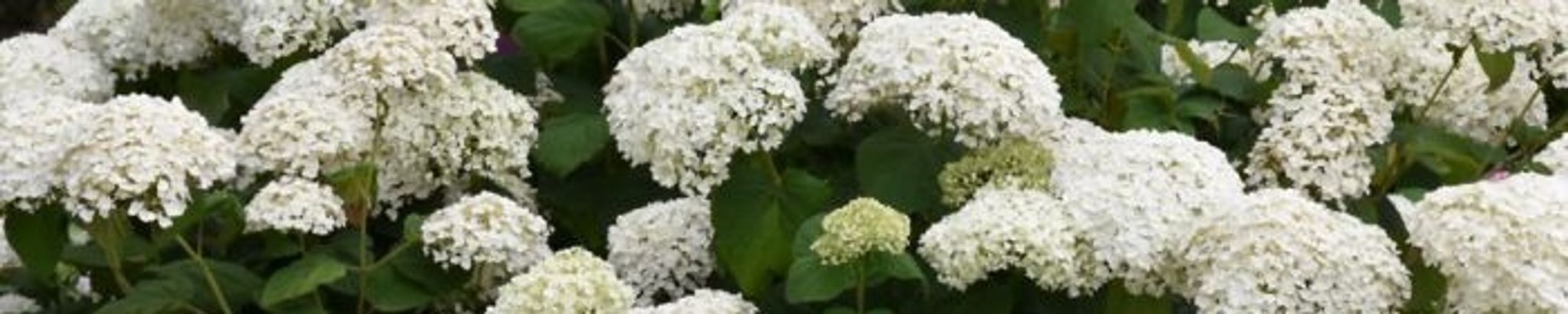 Cover for Patricia Ann Stilley Hartsell Reed's Obituary