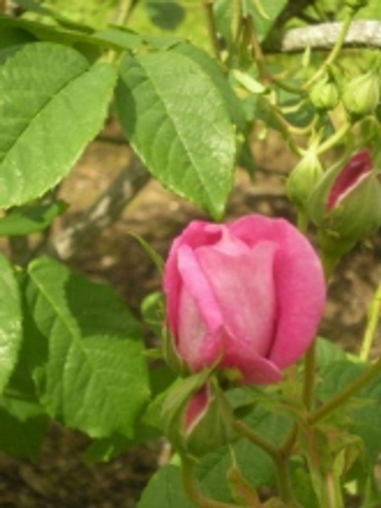 Elizabeth 'Betty' L. Brown
