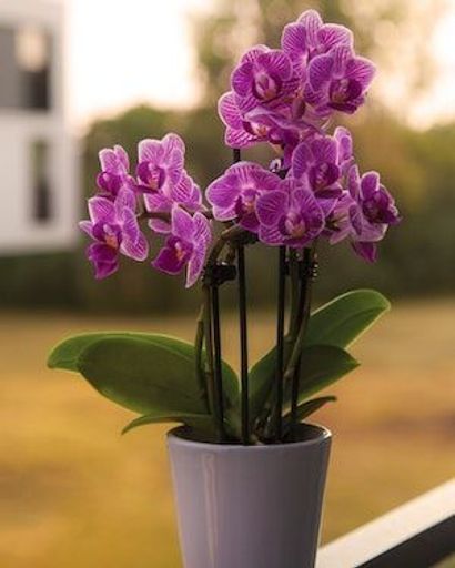 Ruth Dodds Profile Photo