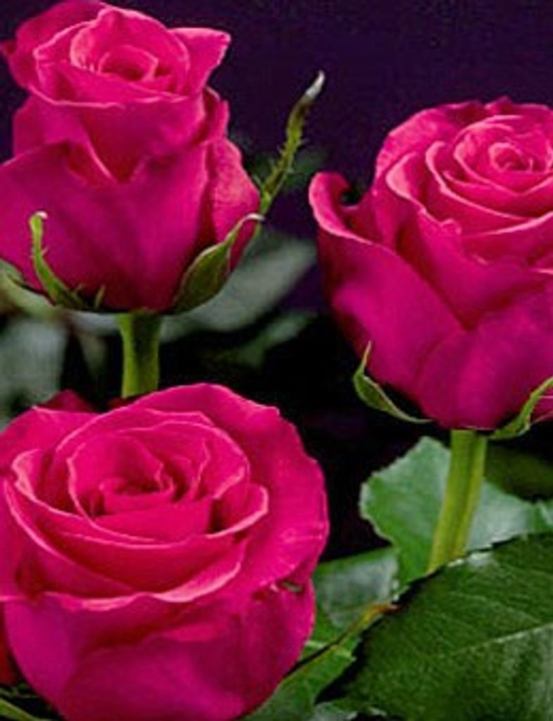 Carol (Watson)  Clark Profile Photo