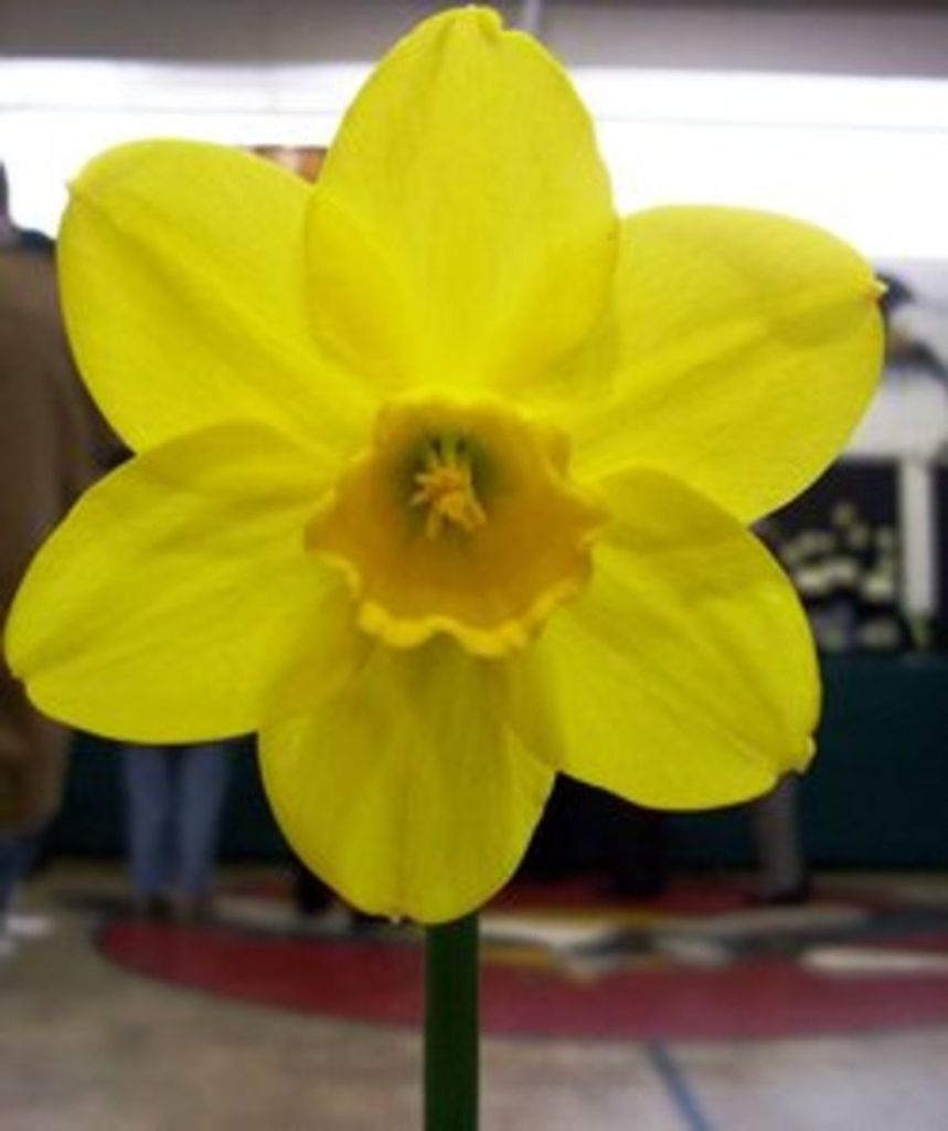 Frances Moreland Lewis