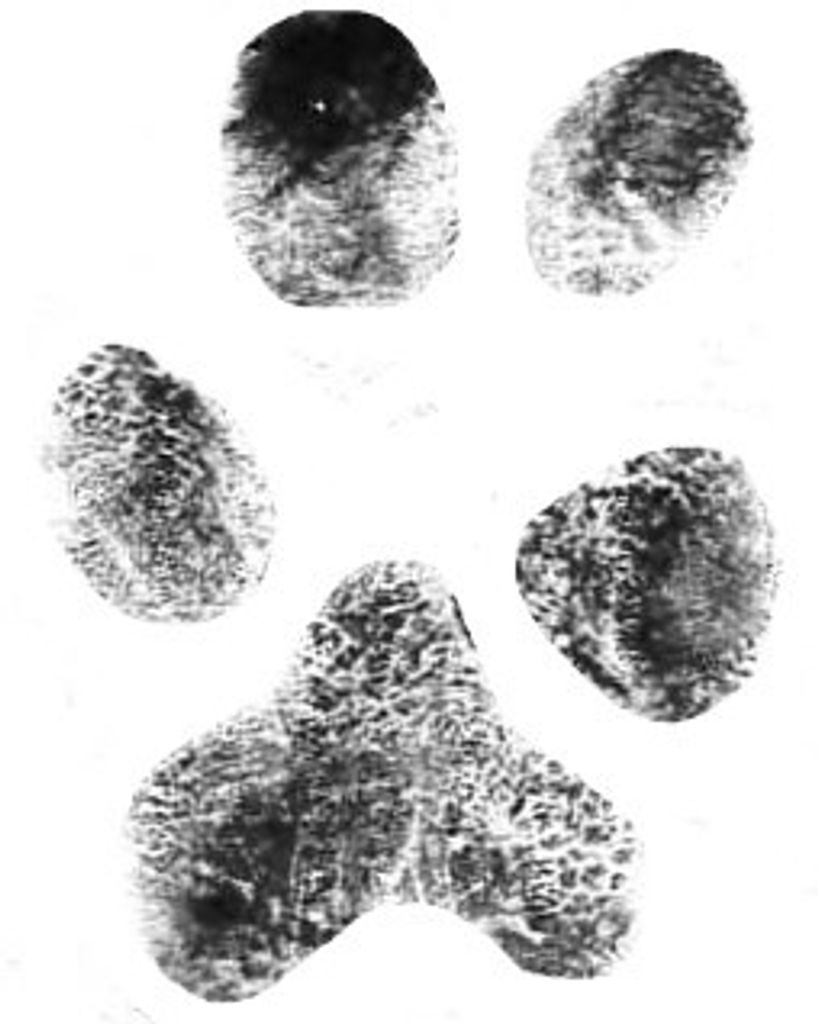 Bella Whitener Profile Photo