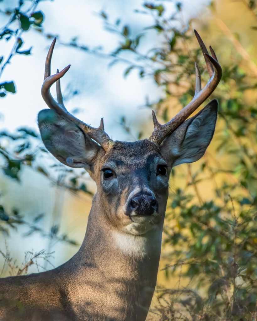 Charles R. 'Charlie’ Lozano Profile Photo