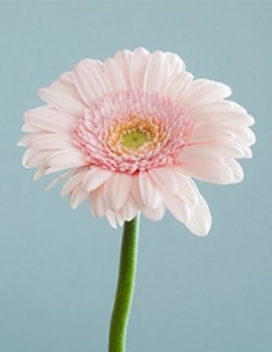 Geneva Louise Mccune Profile Photo