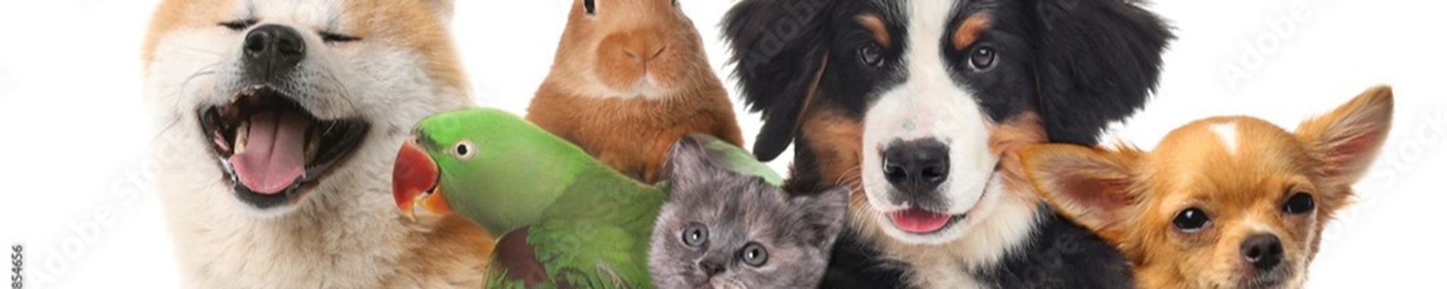 Cover for Barbara Ellen Meyer's Obituary