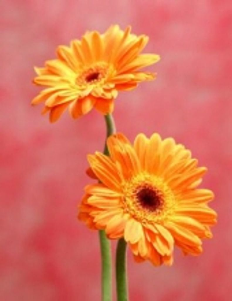 Doris Claire Martinolich Amato