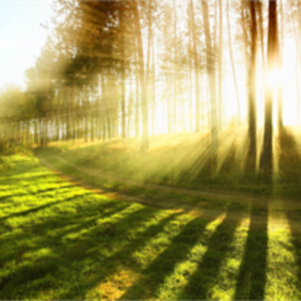 Steven Harold Hunt Jr.