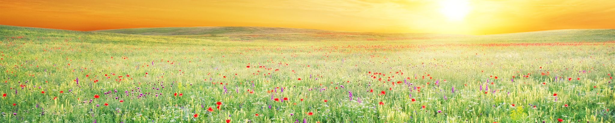 Cover for Lillian Leonard's Obituary