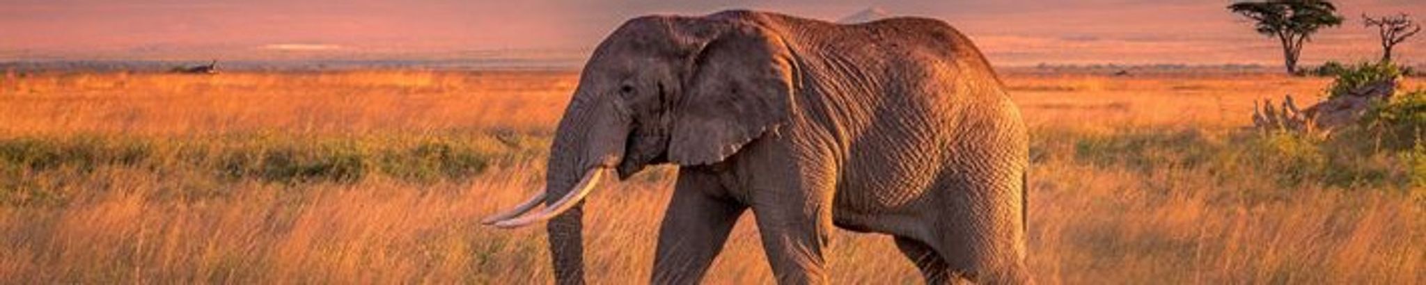 Cover for Gretchen Lageson Whitcomb's Obituary