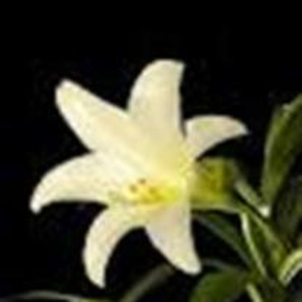 Dorothy R. Craighead