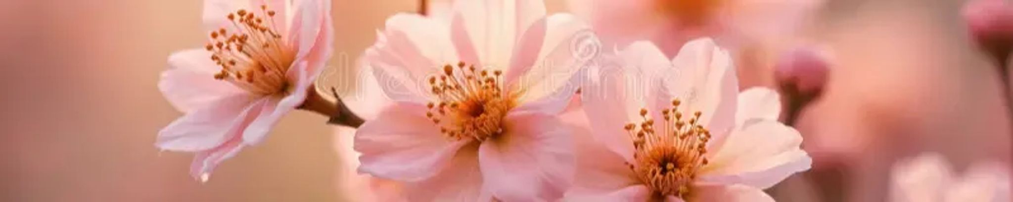 Cover photo for Marbella Martinez's Obituary