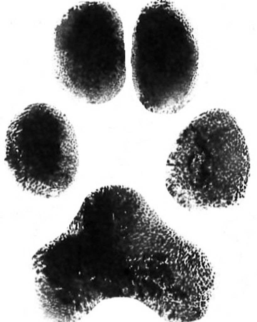 Bella Pawlik Profile Photo