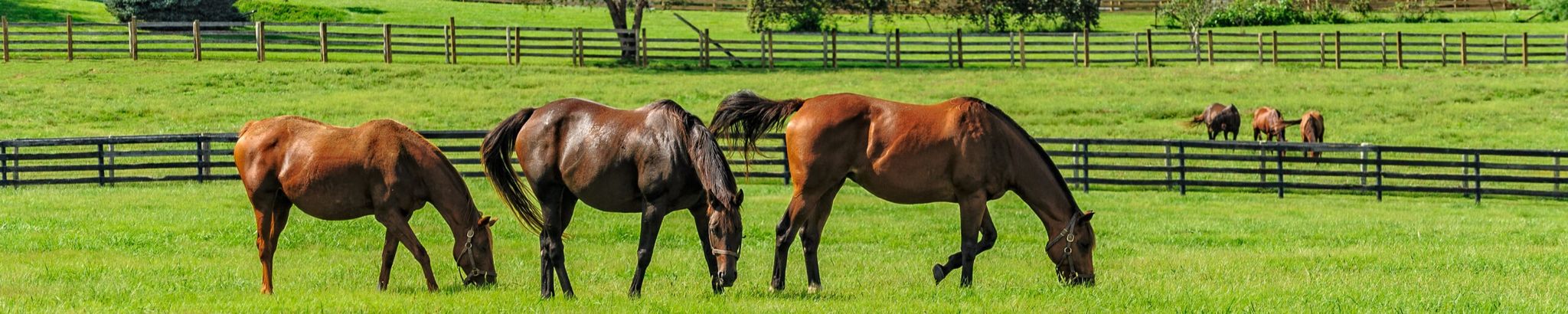 Cover for Wendy Lewis's Obituary