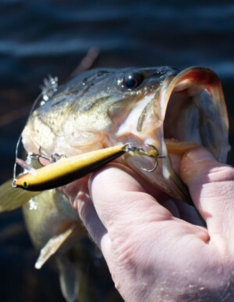 Scott Spencer Belcher