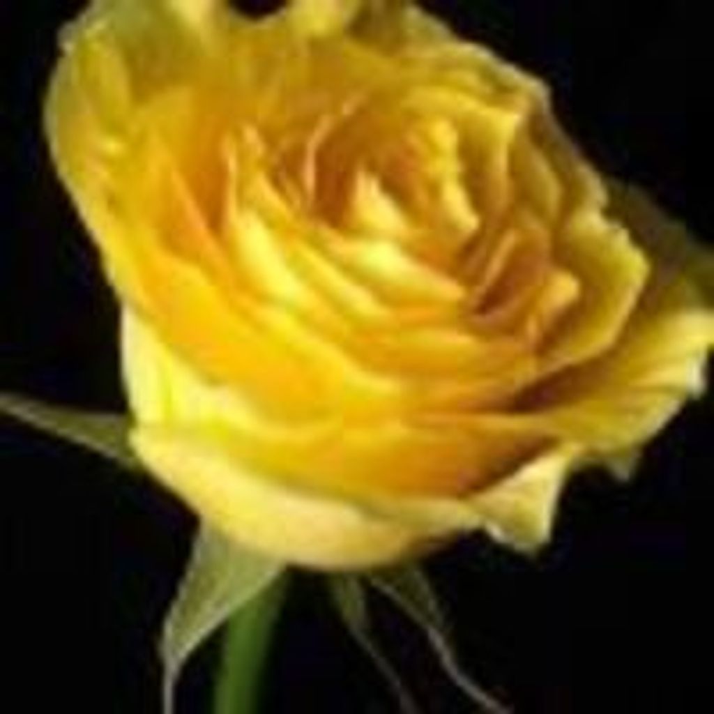 Donna B David
