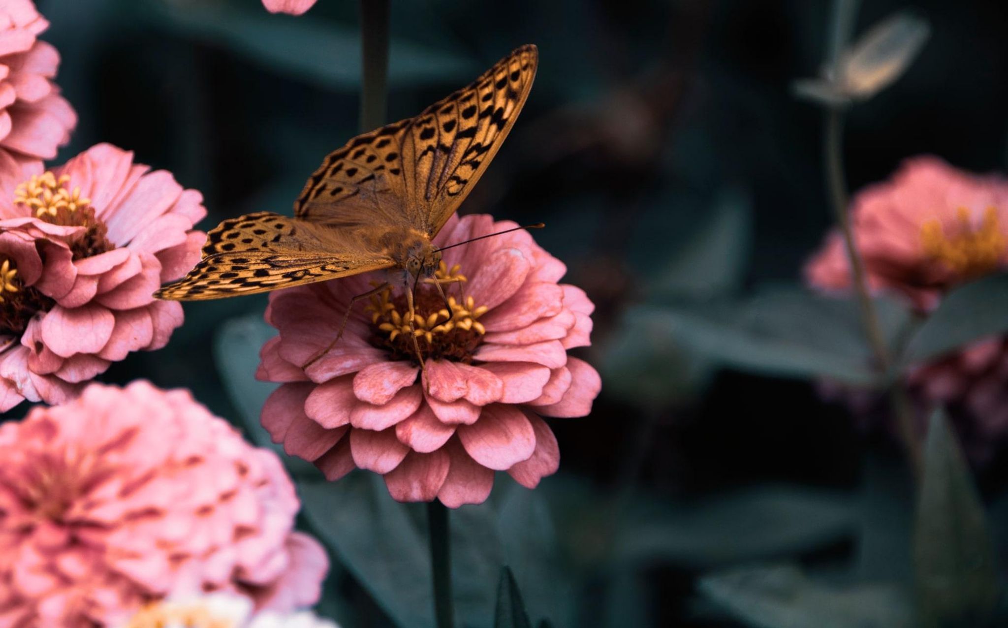 Cover for Maria Stella Cavaliere's Obituary