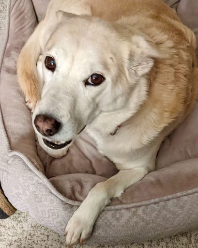 Blondie Kolf's obituary image