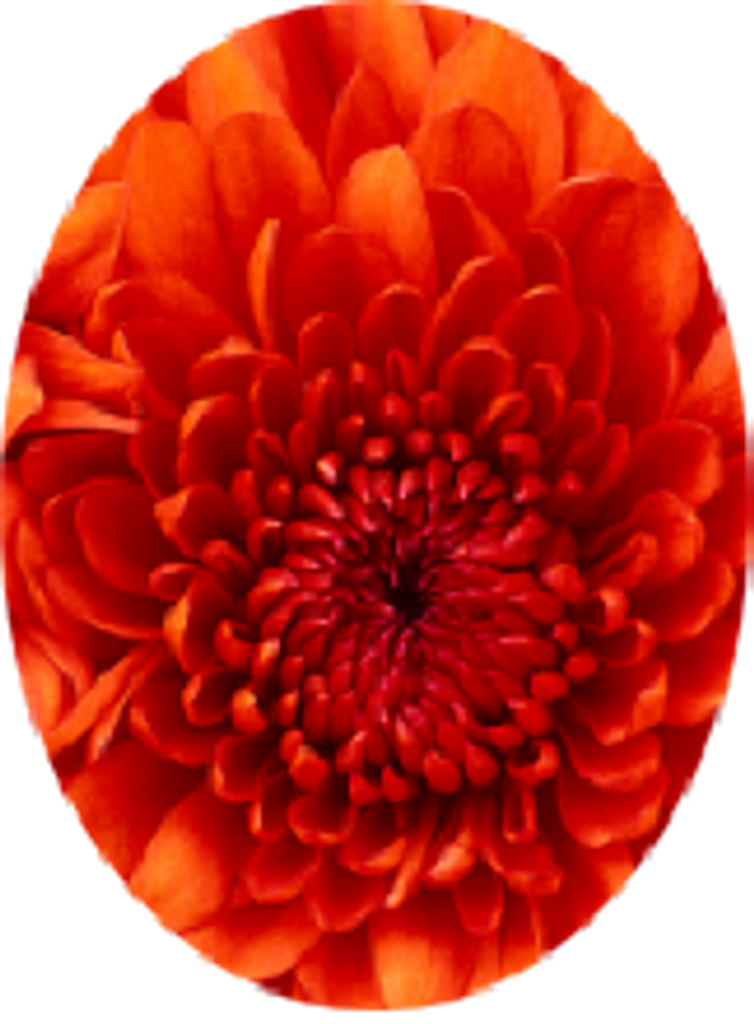 Paula Rose Crawford Hayward