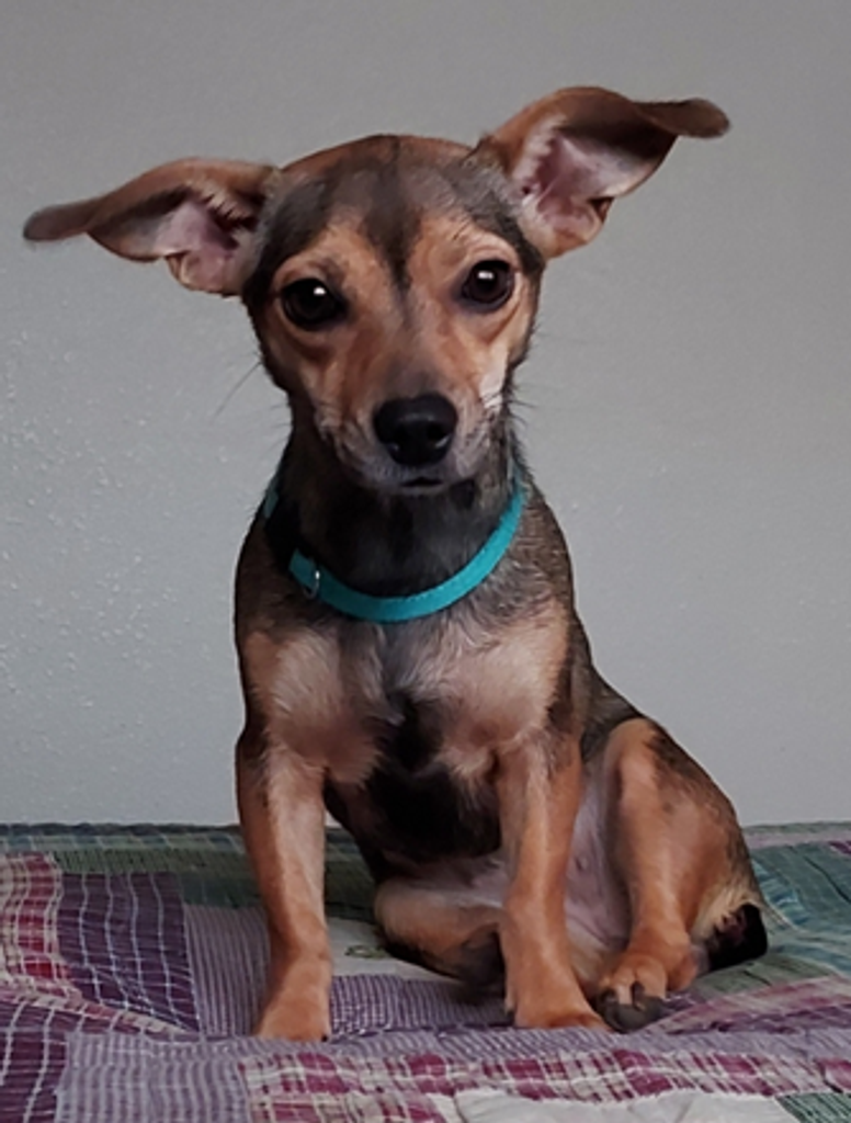 Josie Profile Photo