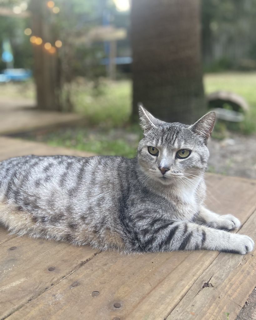 Sphinx Profile Photo
