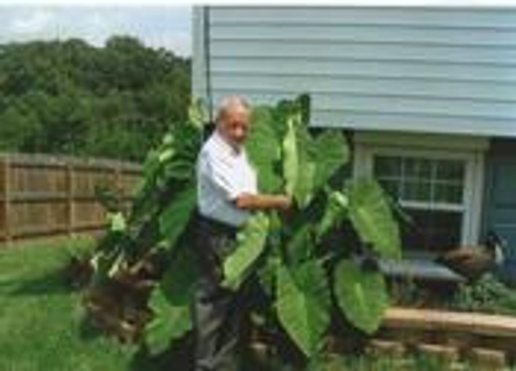 William "Bill" Luther Ramsey, Jr.