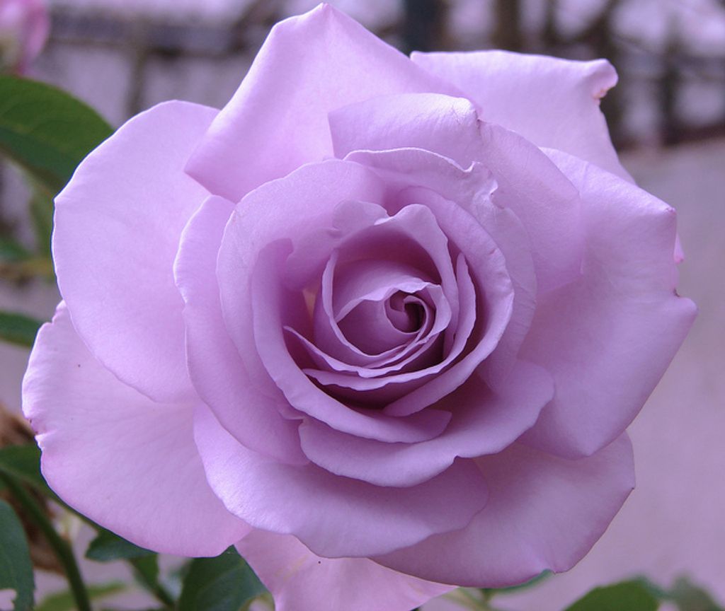 Melissa Kay Stille Profile Photo