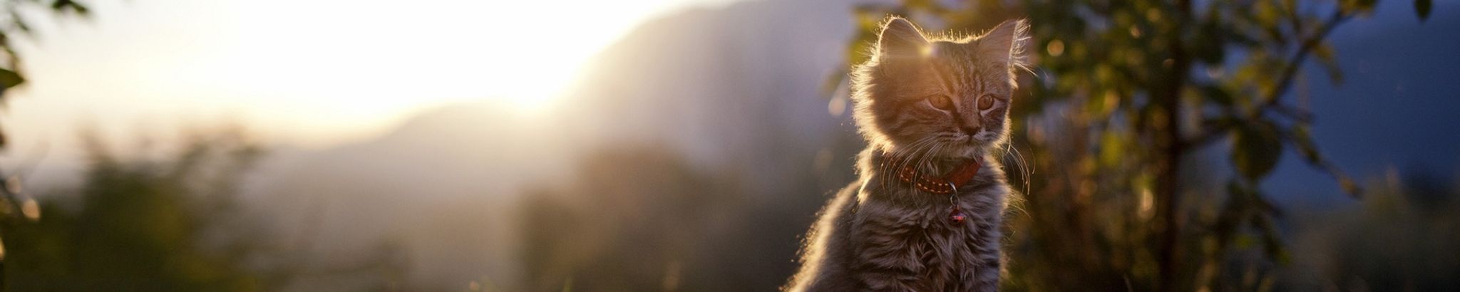 Cover for William "Bill" Thomas's Obituary