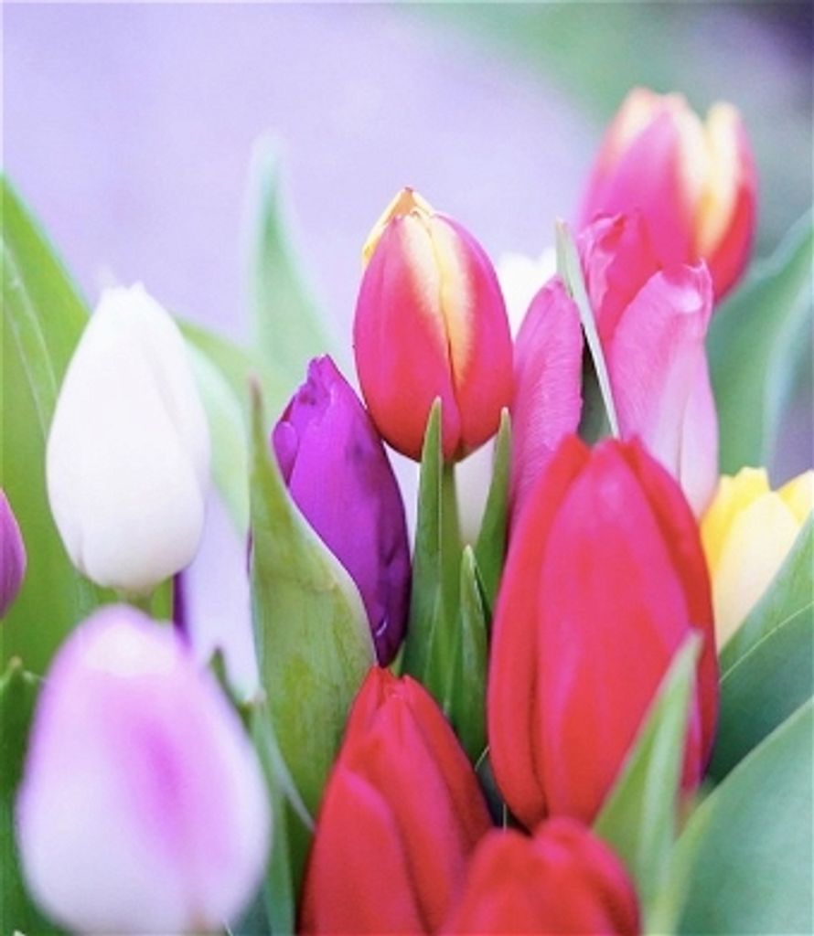 Dorothy Diane Mcgowan (Swett)