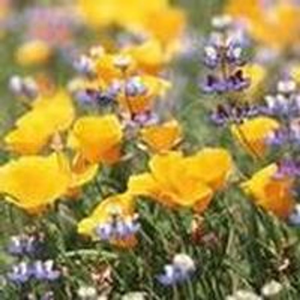 Sharon  Yvonne Pierce