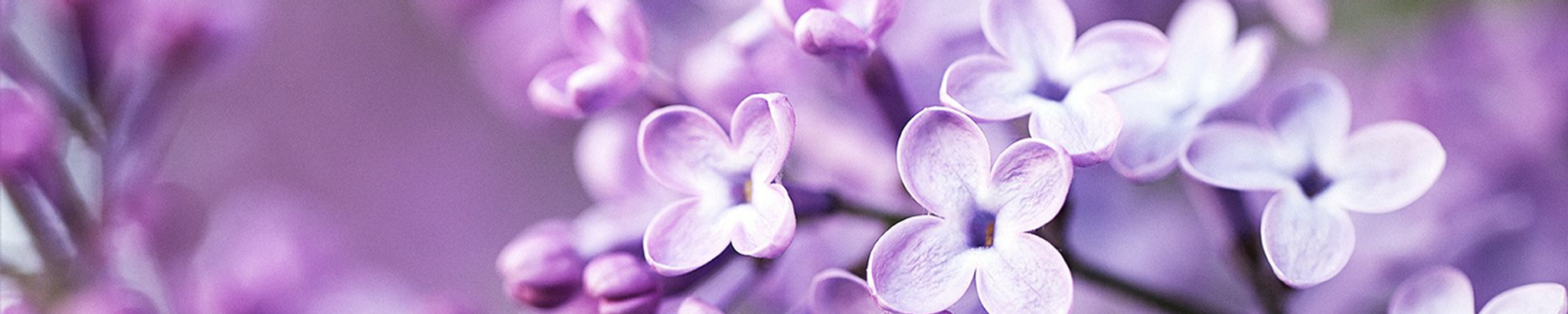 Cover photo for Ola Woodard's Obituary