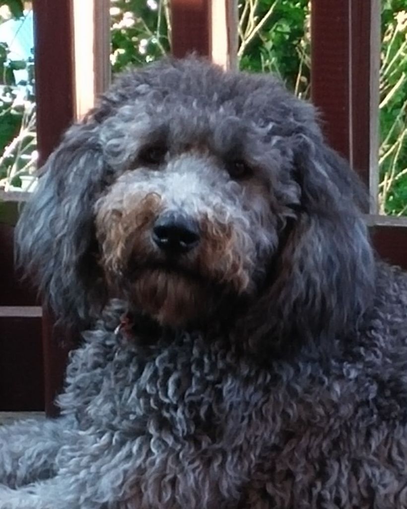 Stella