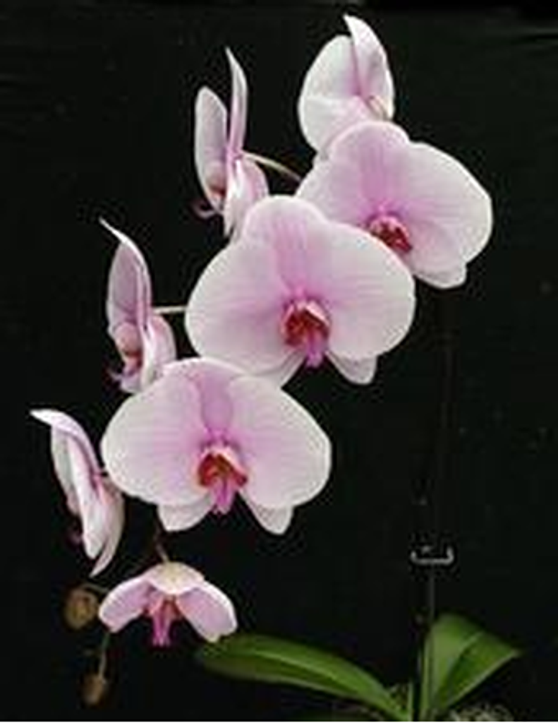 Marlena Harden Griffin