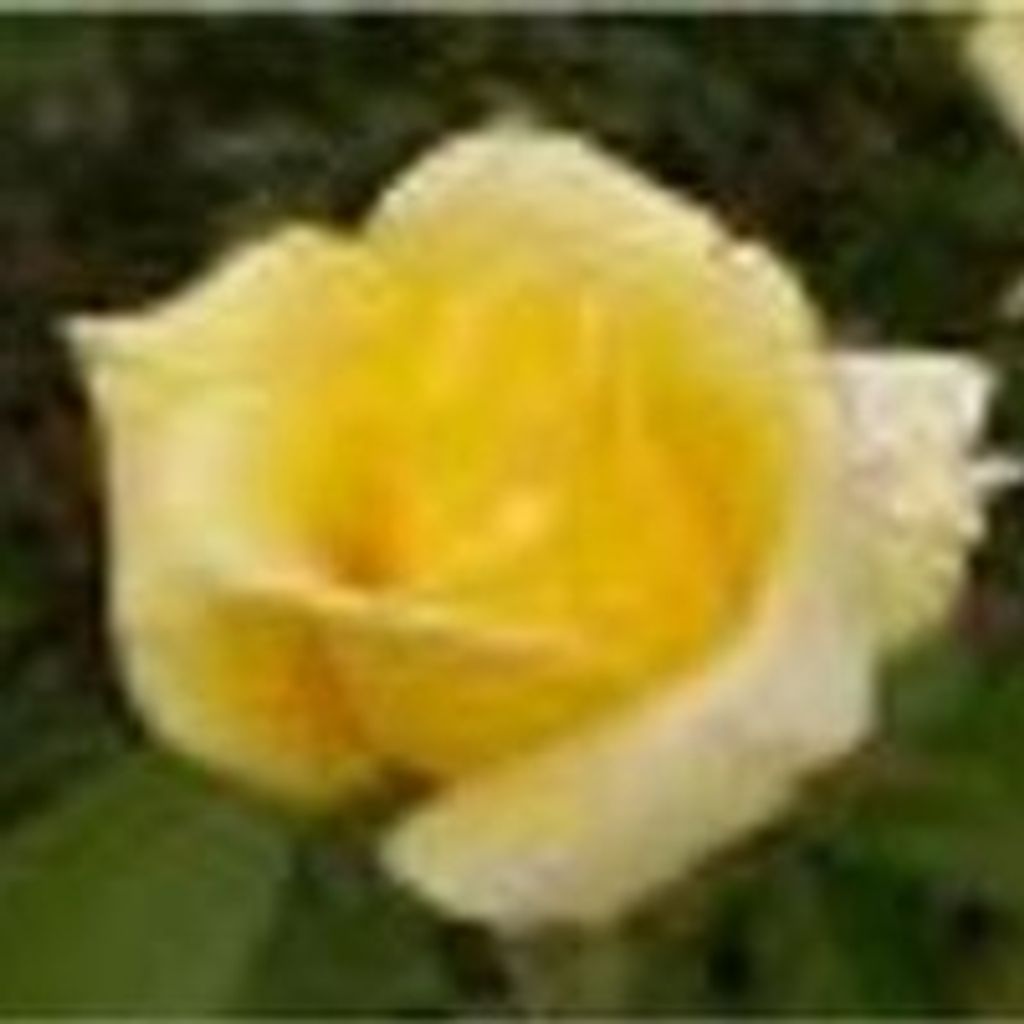 Carolina Maria Lucero