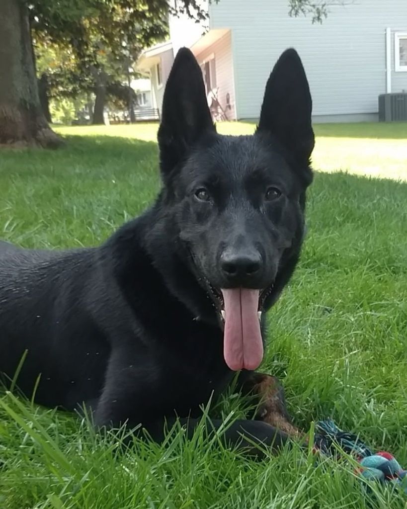 K9 Argo Wendl