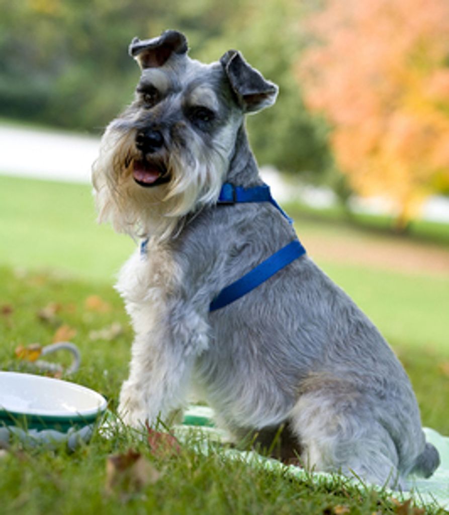 Anthony Greco Profile Photo