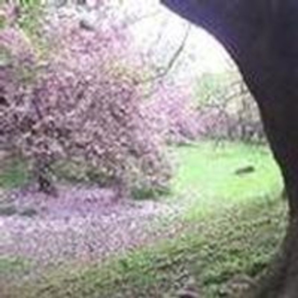 Marjorie Jean Johnson