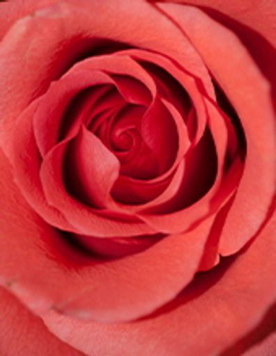 Rose M. Bissey Profile Photo