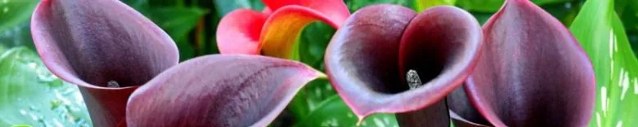 Cover for Rhonda Godwin's Obituary