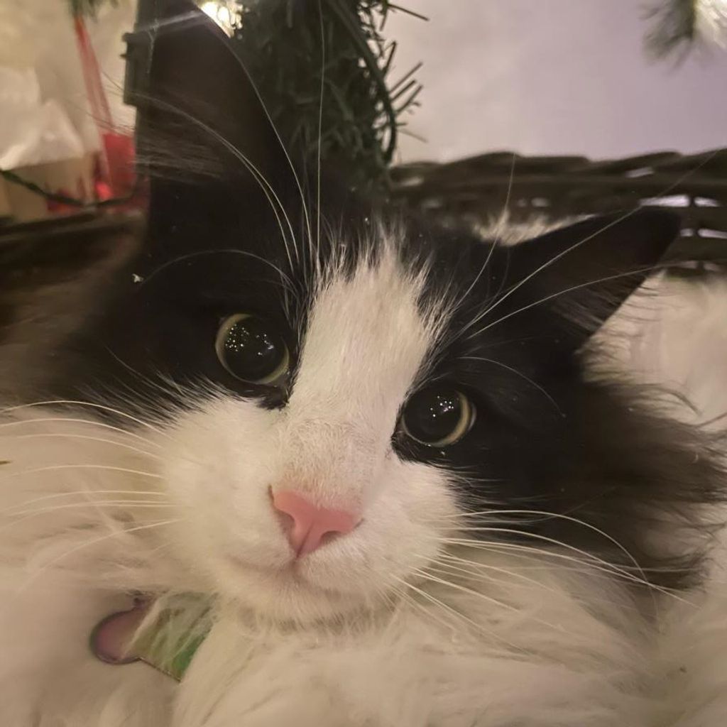 E.J. Profile Photo