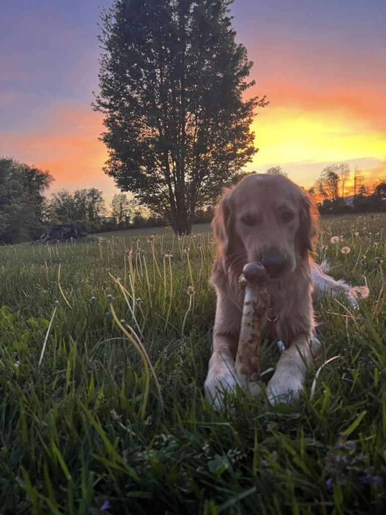 Trooper Holt