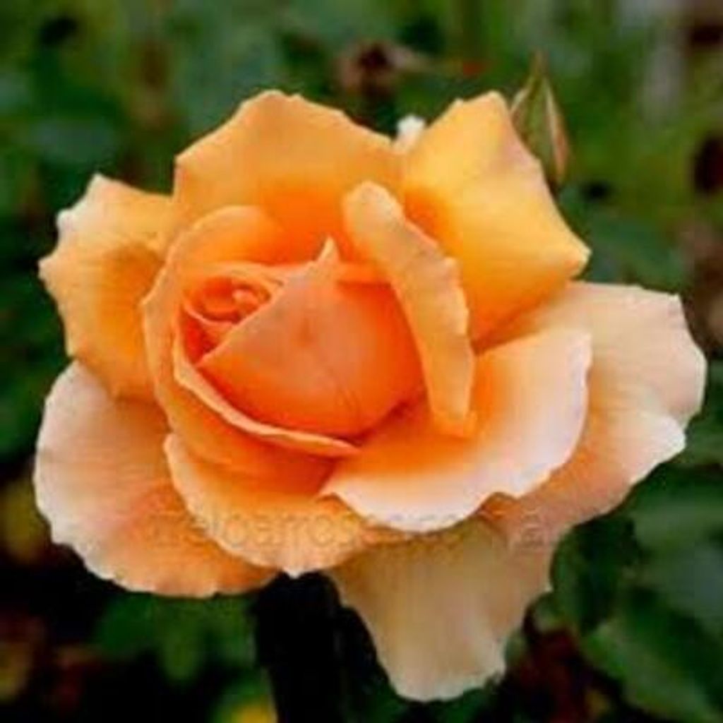 Mrs. Ollie Mae Sims Coleman Profile Photo