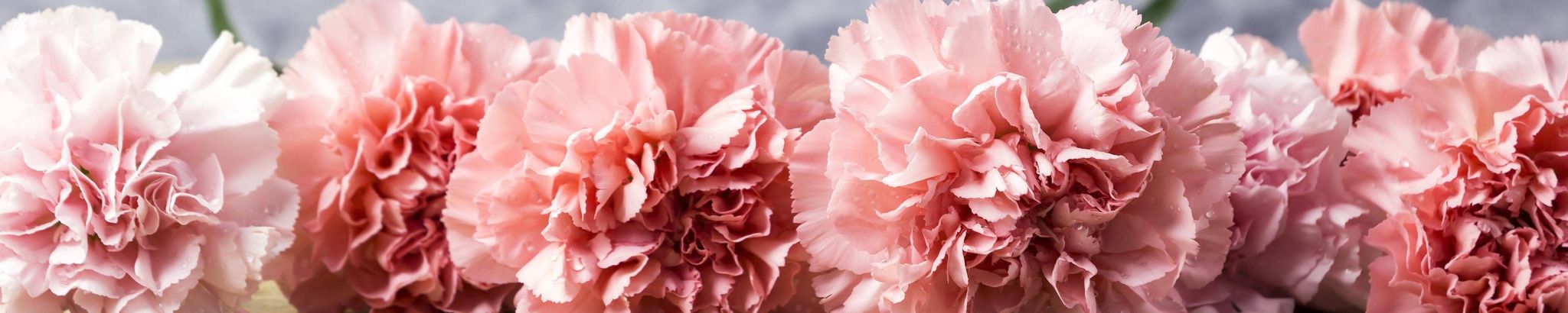 Cover for Velma Regina Brooks Johnson's Obituary