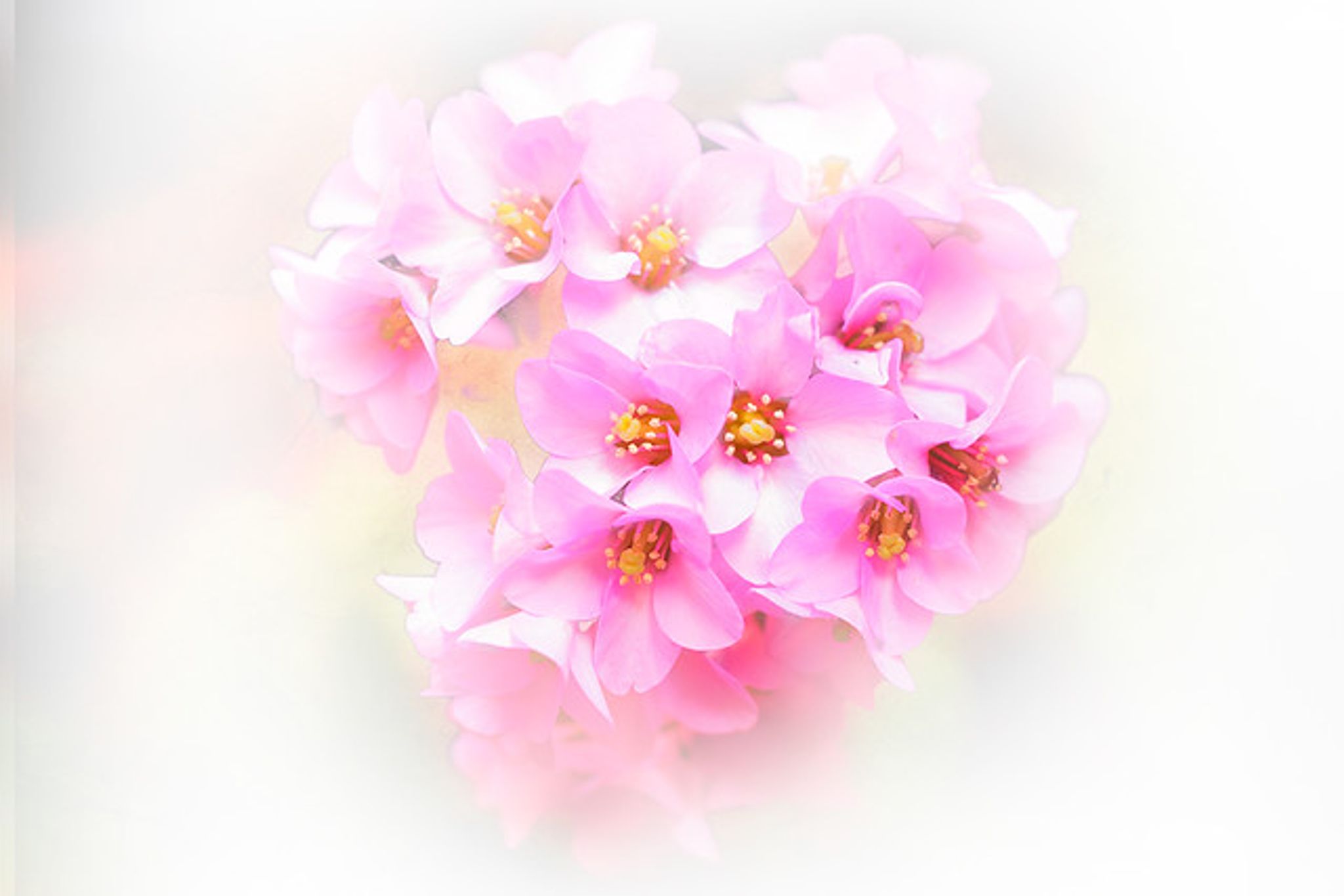 Cover photo for Barbara Jones's Obituary