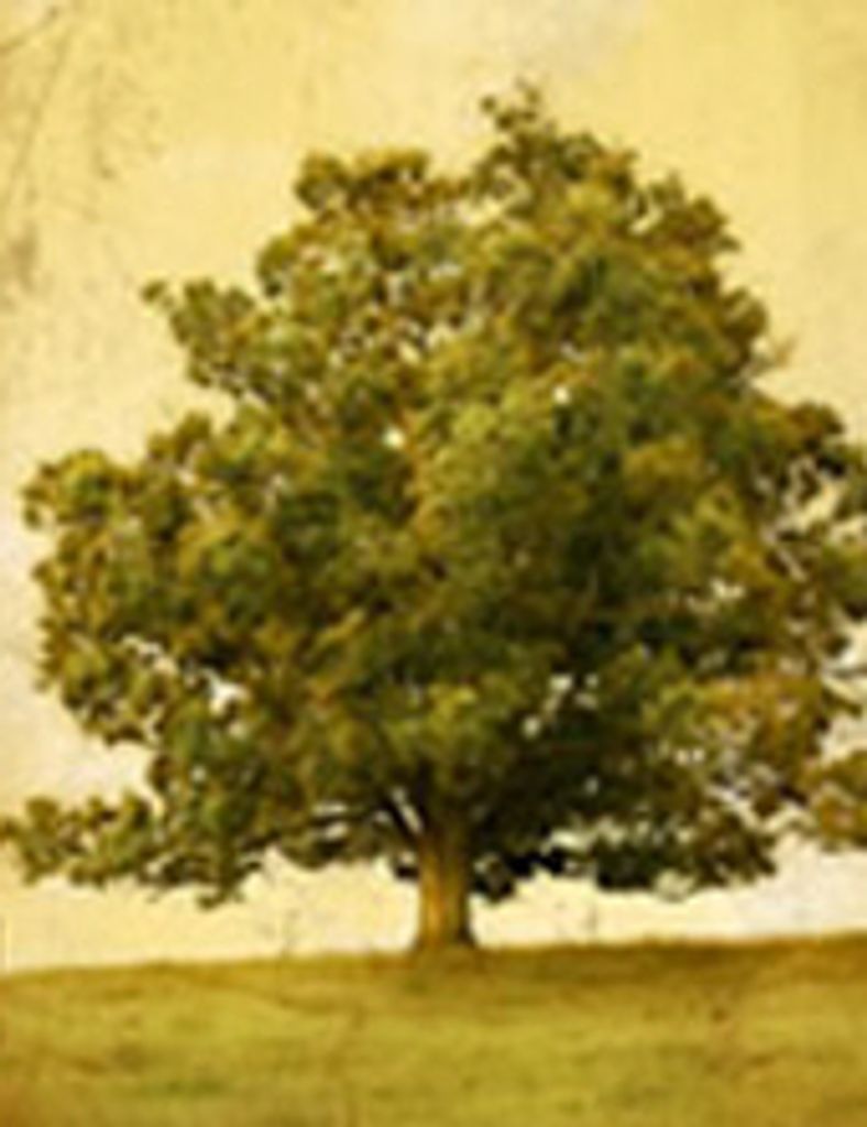 Ann Coleman Boeckmann Profile Photo