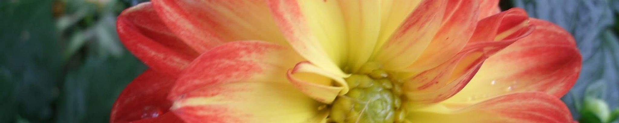 Cover for Judith Laura Rysavy's Obituary