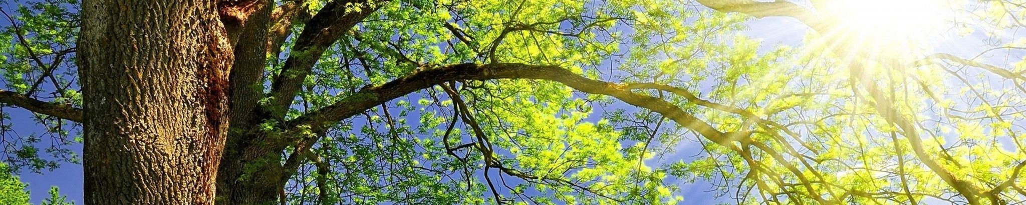 Cover for Johnny Word's Obituary