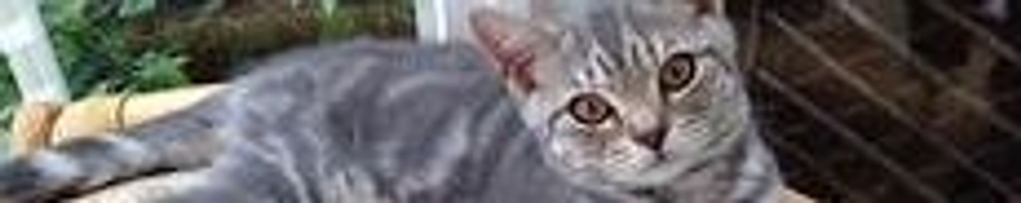 Cover photo for Arlene Henry Mandel's Obituary