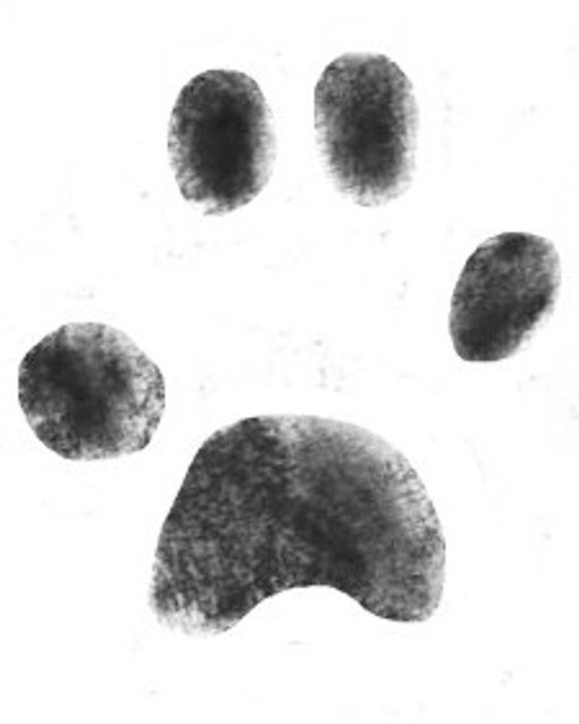 Daisy Laux Profile Photo