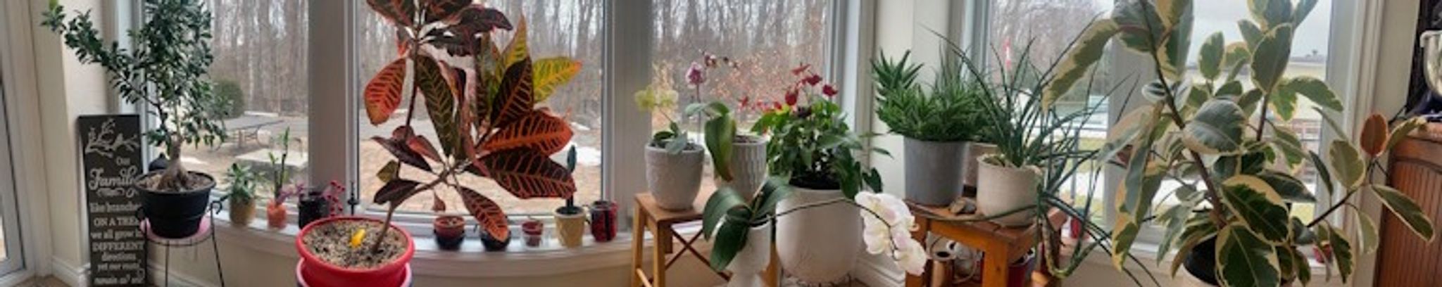 Cover for Tarah Marina Benner's Obituary