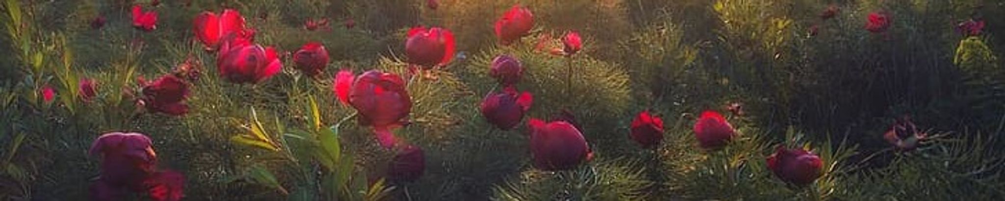 Cover for Peggy Spencer's Obituary